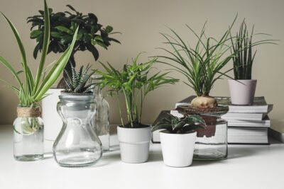 Mini plants in pots